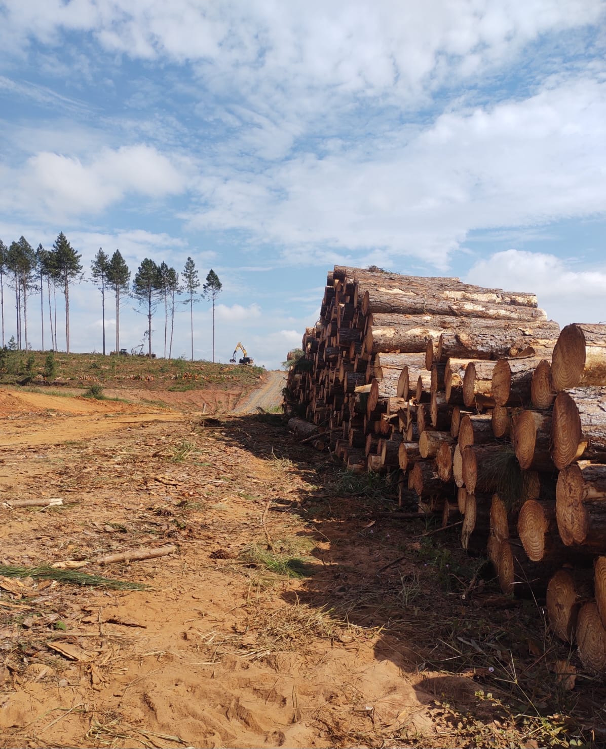 Toras de Pinus cortadas e empilhadas